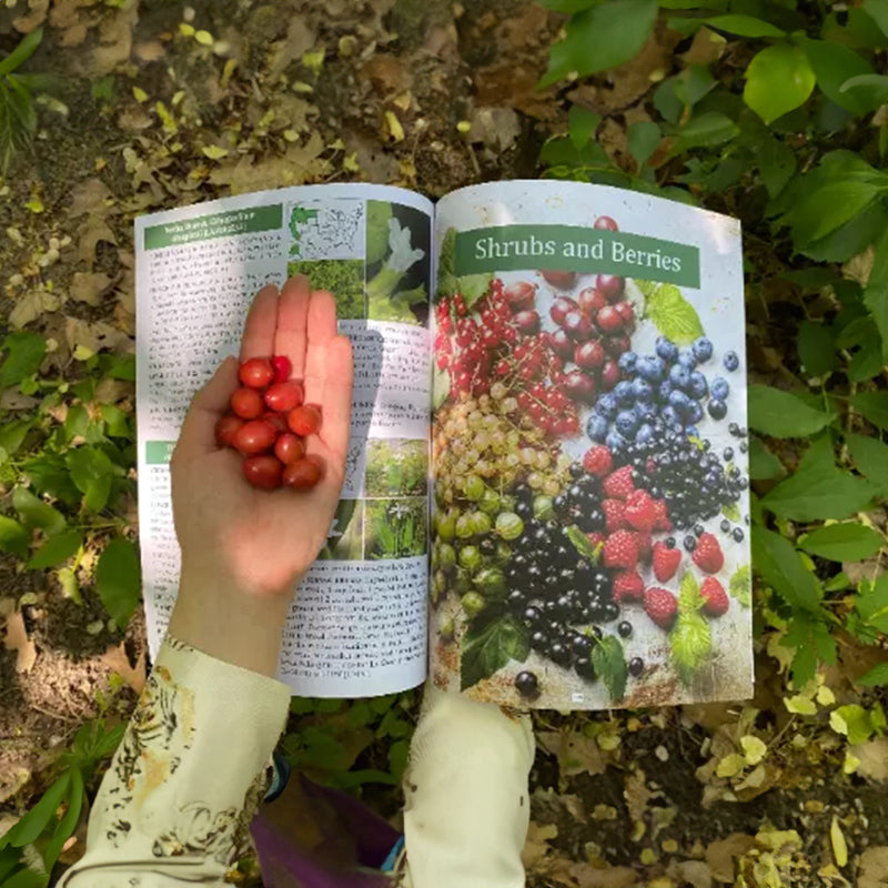 The Foragers Guide to Wild Foods - Ray's Green Space