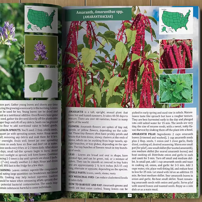 The Foragers Guide to Wild Foods - Ray's Green Space