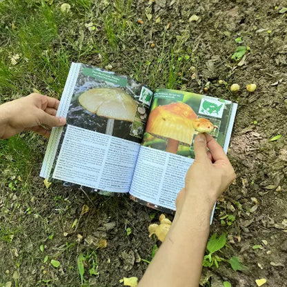 The Foragers Guide to Wild Foods - Ray's Green Space